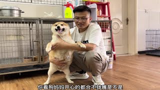 怀孕40天的柴犬，主人隔着肚皮都能摸到胎动，猜猜这窝能生几只？