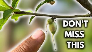 Peach Flowers Turning Into Fruit Do This Immediately