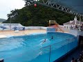 アシカショーＩＮ下田海中水族館