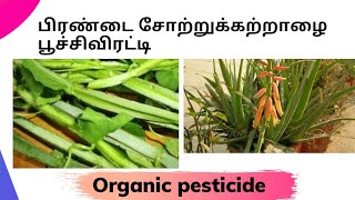 பிரண்டை சோற்று கற்றாழை பூச்சி விரட்டி| Pirandai | Adamant creeper and Aloe Vera insecticide in Tamil