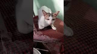 നിനക്ക് എവിടെ പോകണമെന്ന പറഞ്ഞെ.... #funny  #malayalam #malayalamcomedy #shortvideo #shortfeed #pets