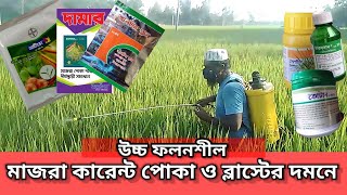 ধানের মাজরা পোকা, কারেন্ট পোকা ও ব্লাস্ট রোগের সবচেয়ে সাশ্রয়ী দামে স্প্রে, সেলটিমা, আল্টিমা,