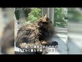 家を失った猫が助けを求めてきた。ボロボロだった猫を助けるとうっとりした顔を見せる【感動】