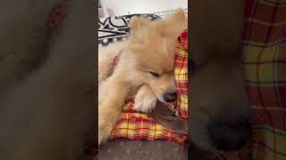 めっちゃ眠いのを邪魔すると怒る犬　#shorts