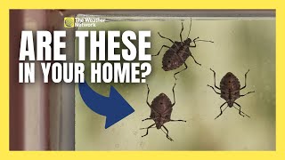 Stink Bugs: The Smelly Critter Invading Canada and Your Home