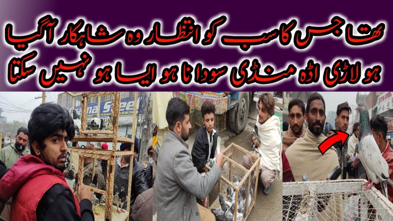 Lari Adda Kabootar Mandi Lahore ёяшнёядчёяшн Youtube