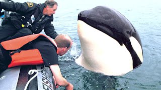 8 Orca Encounters That'll Make You Happy