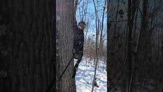 Walk 1.17.25 | Kimahri Climbs A Tree I | Cox Arboretum #bengalcat  #snow #hiking