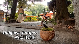 糸魚川真柏／Itoigawa juniper