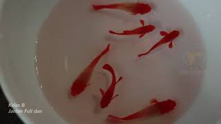 ALBINO KOI GENETIC KING KOI RED EAR BY AK-FARM