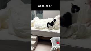 날으는 고양이 .. 깜놀하는 강아지… 우리집 미친.. 고양이…