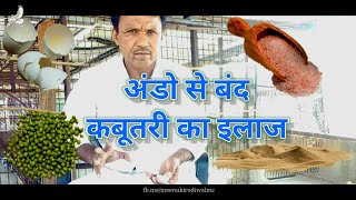 कबूतर अंडे ना रखें तो क्या करें (भाग 2) | What if Pigeons do not lay eggs | Meenu Kirodiwal 🕊🕊