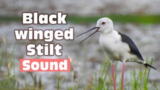 Black winged stilt alarm call sound - recorded from Keoladeo national park, Bharatpur, Rajasthan