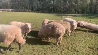 Kent sheep taste freedom