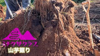 【沖縄山芋】山芋掘りを体験したよ。