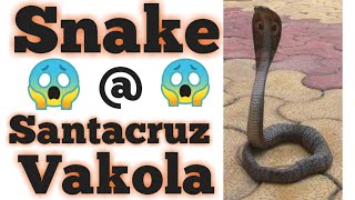 How Dangerous is this Snake || Snake At Santacruz Vakola || snake dangerous video || Subscribe