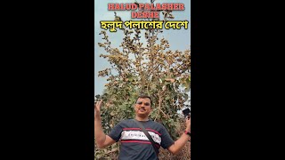 Halud Palasher Deshe I হলুদ পলাশের দেশে I পুরুলিয়া জেলায় প্রথমবার I Explorer Dipankar