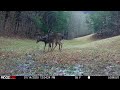 ridgetec lookout deer playing