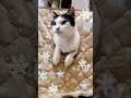 猫コタツからこんにちは～　 shorts　 猫こたつ　 保護猫