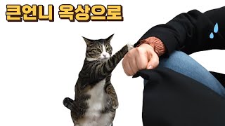 옥땅으로 따라와.. 고양이한테 두들겨 맞는 방법 (feat. 큰언니)