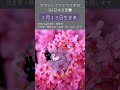 アラフィフうふうさぎ366日花言葉🌻自分へ、大切な人へのプレゼント選びの参考に🌷 花言葉 誕生花 誕生花＃今日のメッセージ 今日の運勢