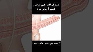 Male penis erection #malereproductivesystem #reproduction #urethra #sperm #india #indian