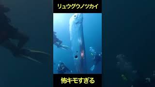 【悲報】リュウグウノツカイ、よく見ると怖い