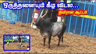 ஒருத்தனையும் கீழ விடாம திமிரான ஆட்டம் ஆடிய காளை... Tamizhan Trending