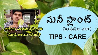 Bushy and Healthy Money Plant /Pothos  Tips and Care || మనీ ప్లాంట్  పెంచడం ఎలా?