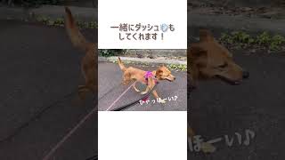 ローレン ちゃん：里親募集中のワンコ #Shorts #保護犬 #里親募集  #里親 #殺処分 #ワンコ #犬 #雑種 #譲渡 #動物愛護 #センター #保護 #かわいい #癒し #