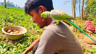 মিঠু জমিতে আলু উঠাতে এসে কি কি দুষ্টামি করে ❤️❤️🦜🦜 #parrot #ringneckparrot