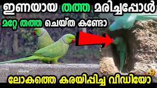 🔴ഇണയായ തത്ത മരിച്ചപ്പോൾ  മറ്റേ തത്ത ചുംബനം കൊടുക്കുന്നു ലോകത്തെ കരയിപ്പിച്ച വീഡിയോ കാണുക