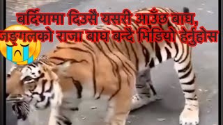 बर्दियामा बाघले आक्रमण गरेरको घटना | Bardiya | 🐅