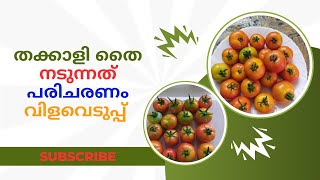 തക്കാളി തൈ - നടുന്നത്, പരിചരണം, വിളവെടുപ്പ് 🍅🍅🍅#tomato #saplings #cultivation #organicfarming #farm