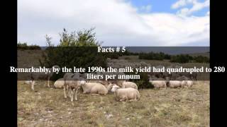 Lacaune (sheep) Top # 8 Facts