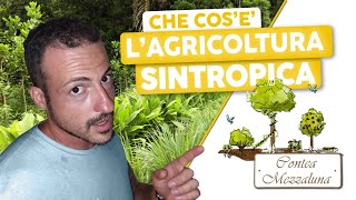 Cos'é e Come Si Fa l'Agricoltura Sintropica