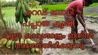 റെഡ് ലേഡി പപ്പായ കൃഷി A \