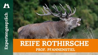 Rotwild-Hege in Deutschland: Warum fehlen alte Hirsche? | Interview mit Prof. Pfannenstiel