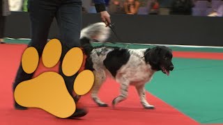 Amsterdam Winner 2013, Best Dog of the Dutch Breeds presented on 14 and 15 december 2013