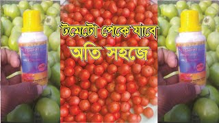 জেনে নিন টমেটো পাকানোর সহজ উপায়_পরিপক্ক টমেটো দ্রুত পাকাবেন যেভাবে