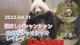 2022.04.21  悩ましい姿のシャンシャン〜(パンダのもり)活発なシャオレイ〜シャオシャオの木登り・小暴れ　#シャンシャン #シャオシャオ #レイレイ