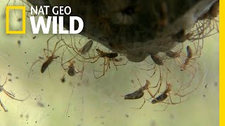 Spiders Blanket Creek in Webs—a Surreal, Rare Sight | Nat Geo Wild