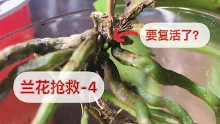 抢救兰花-4 几颗抢救中蝴蝶兰更新，这颗要复活了吗？Updates on my rescue orchids -4