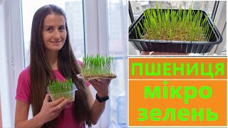 МІКРОЗЕЛЕНЬ 🌱 ПШЕНИЦЯ🍀