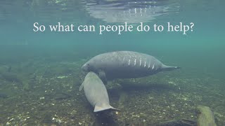 Manatee Downlisting: What people can do to help