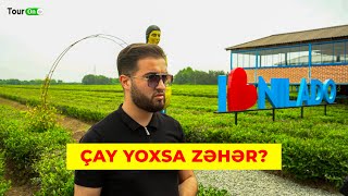 Tour On | Əsl çayı necə ayırd edək? | Lənkəran, Çay plantasiyası