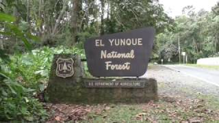 El Yunque National Rain Forest, Puerto Rico