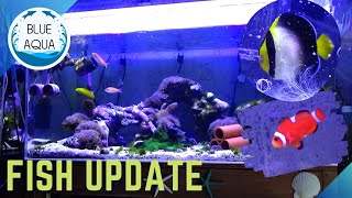 チリメンヤッコ、クマノミ導入 その後 [Fish Update]