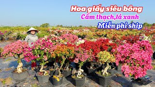 Hoa giấy siêu bông Cẩm thạch,lá xanh nhiều màu..04/02😘📲0969553364.Thủy Lê