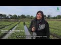 Mangrove Nursery